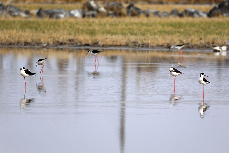 Ağrı Dağı'nın kuzeyinde tespit edilen kuş türü 200'e ulaştı