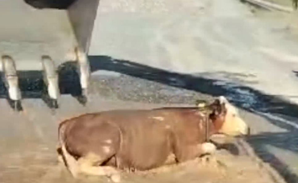 Iğdır'da su kanalına düşen büyükbaş hayvan kepçeyle kurtarıldı