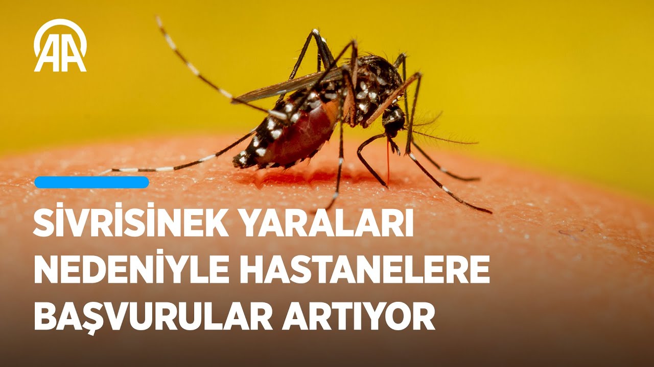 İstanbul'da sivrisinek yaraları nedeniyle hastanelere başvurular artıyor