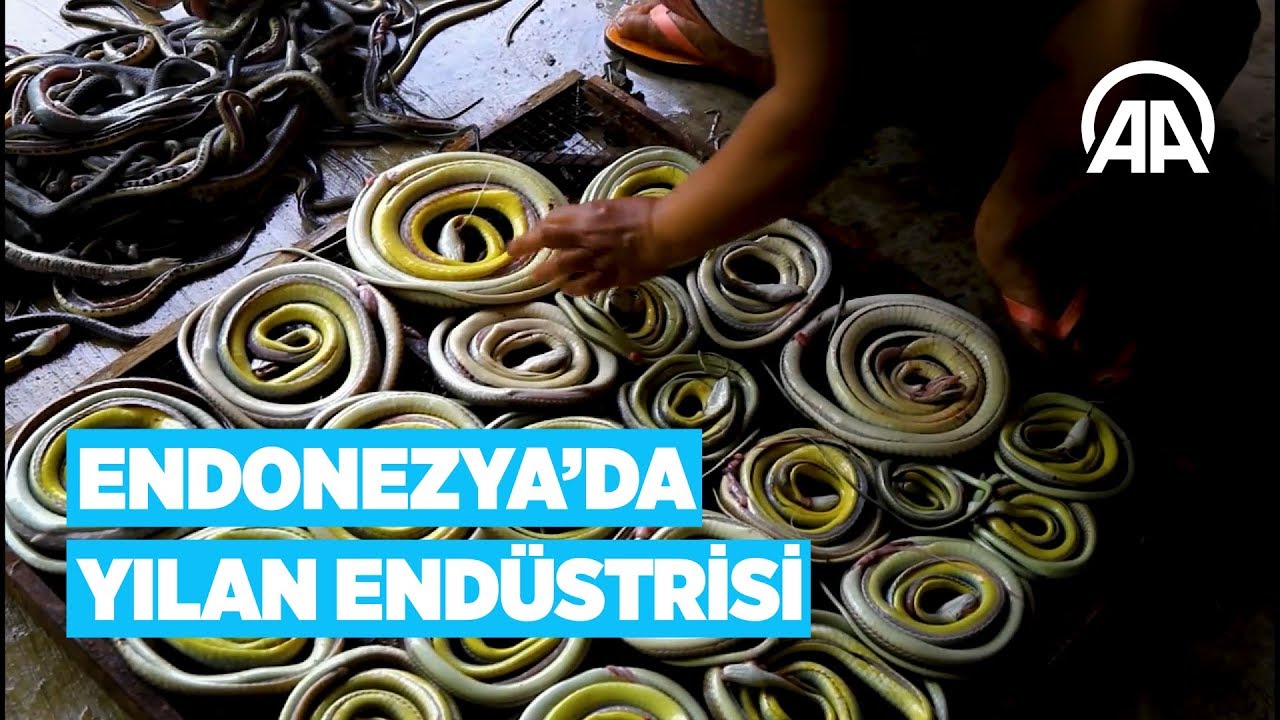 Endonezya'da yılan endüstrisi