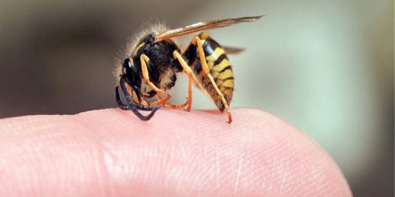 Bolu'da Dram! Arı sokması sonucu öldü