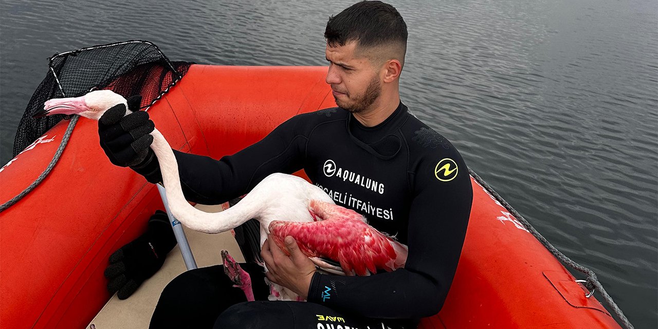 Kocaeli İtfaiyesi yaralı Flamingoyu kurtardı