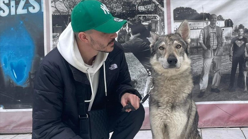 "Başakşehir'deki aç kurtlar" gerçekte Çekoslovak kurt köpeği çıktı