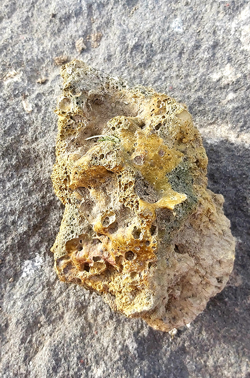 3-kaniste-bir-fosil-1.jpg